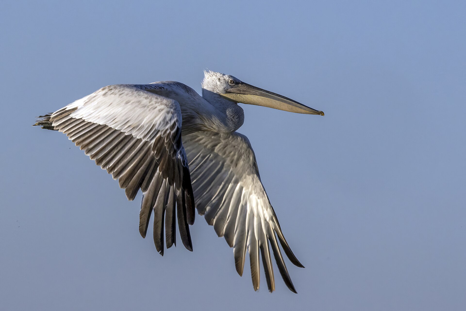 Danube Delta pelicans