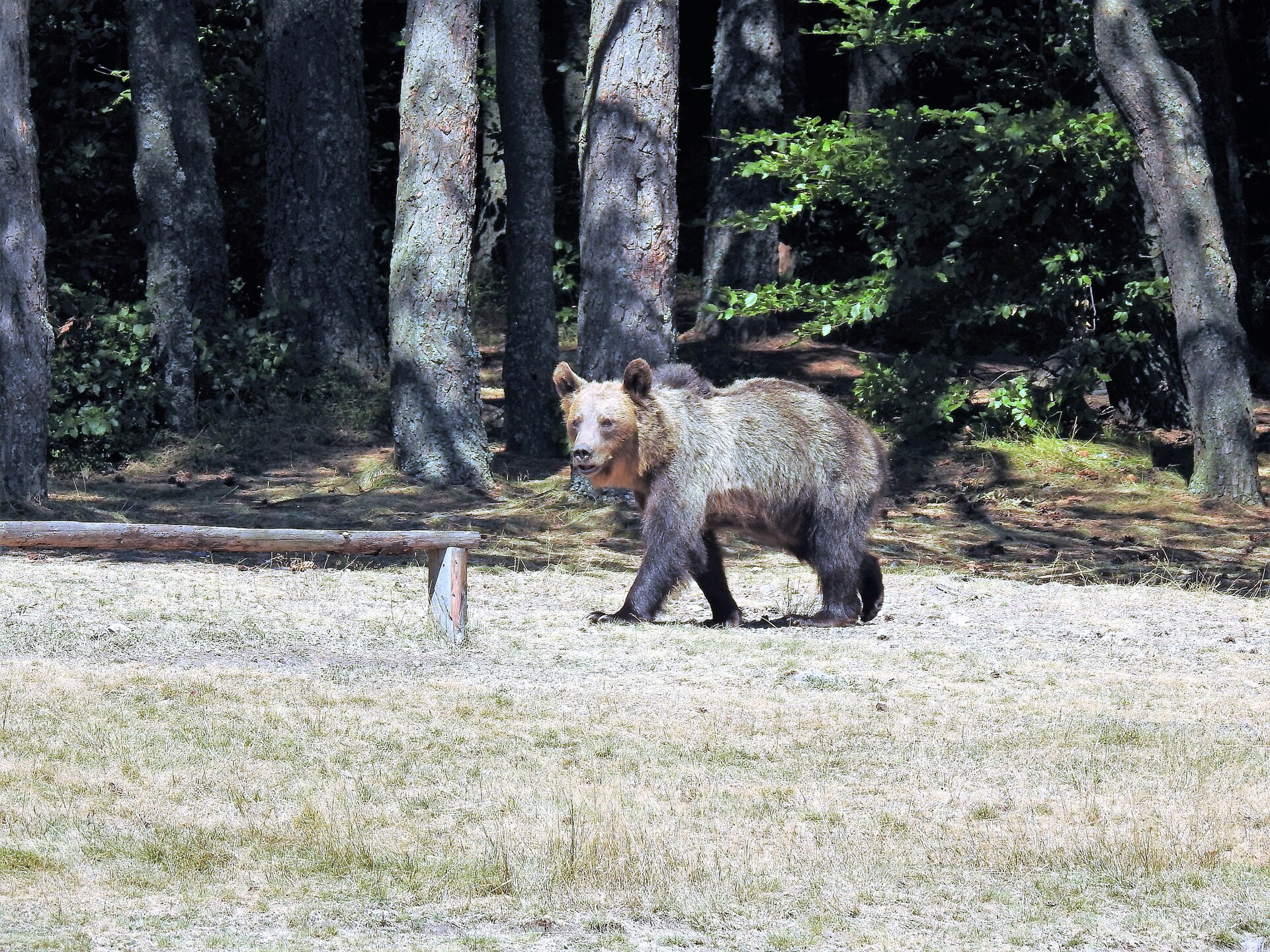 Carpathian forest bear